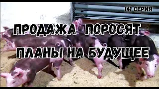 Продажа поросят .Планы на будущее.