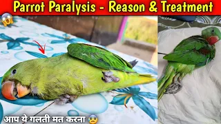 Parrot Paralysis - Reason & Treatment by Birds Care and info