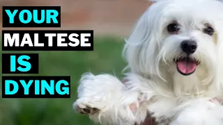 10 Common Mistakes That Can Shorten Your Maltese Dog Life