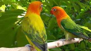 Lovebird Chirping Sounds - Euwing Green (Gold) Opaline Fischer & Dark Green Opaline Fischer