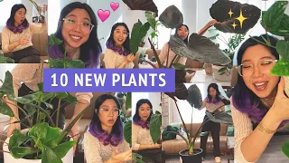 Plant haul 🤩🛍🌱 All of the new houseplants I got since moving ✨10 live plants and one dead 😅