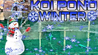 Koi Pond in winter at Ohio Fish Rescue!