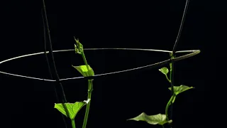 Vine growing in a spiral motion time-lapse