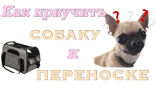 Как приучить СОБАКУ к ПЕРЕНОСКЕ за 3 ШАГА?🧳// Kotopёs