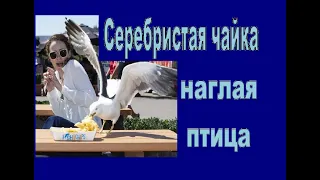 Серебристая чайка наглая птица интересные факты описание