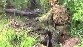 Боевая стрельба   Подготовка снайпера