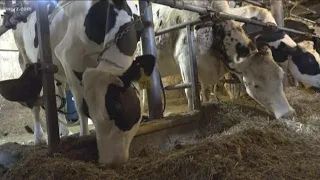 USMCA Effect On WNY Dairy Farmers