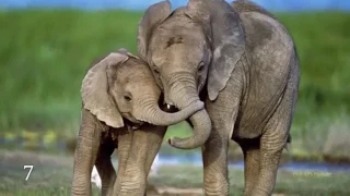 Слон против бизона
