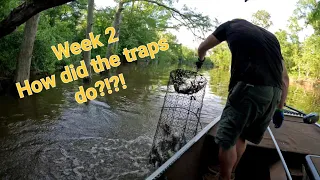 Week 2 commercial fishing with wire net traps on the Louisiana bayou.