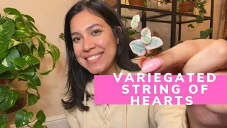 HOUSEPLANT UNBOXING | VARIEGATED STRING OF HEARTS FROM ETSY