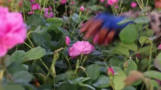 Bulgaria's historic rose industry sees early blooms | REUTERS