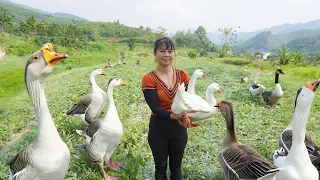 Harvesting Ducks and Cook Whole Fried Duck Go To Market Sell | Anh Free Bushcraft