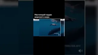 Настоящий мудак морского мира