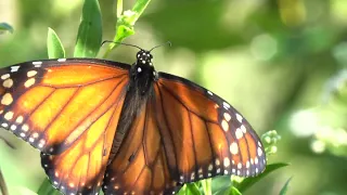 Sony Alpha A6100 Zoom Sony 55-210 4K (Mariposa monarca Parque Natural La Lucila, Buenos Aires)