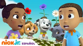 PAW Patrol, Patrulla de cachorros | ¡Los cachorros salvan a los gemelos! | Nick Jr. en Español