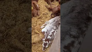 calves sleeping while moms eat #cattle #manitobafarming #simmental #calving #shorthorn #cowcalf