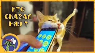 We talk with the cat Ryzhik and the puppy Gaffy through mobile application