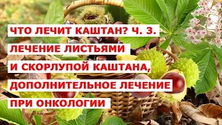 Что лечит каштан ч  3  Лечение листьями и скорлупой каштана, дополнительное лечение при онкологии