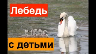 Малый Талдыколь | Лебедь с детьми на водоеме вышел на прогулку.