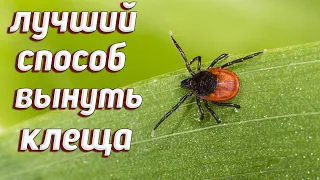 5 СПОСОБОВ ВЫТАЩИТЬ КЛЕЩА