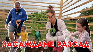 Засаждаме разсад | ЖИВОТ НА СЕЛО