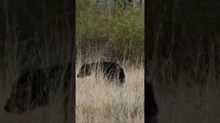 KILLSHOT | black bear shot with a rifle