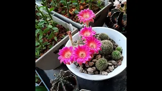 🌷 Cactus flower Mix part 21 #ดอกไม้ #flower #lobivia #โลบิเวีย #cactus #กระบองเพชร