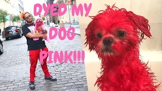 I DYED MY DOG PINK BY ACCIDENT!!