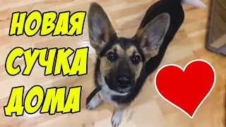 У НАС НОВАЯ СОБАКА