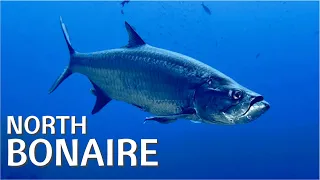 Bonaire #2 | North & Scuba Diving