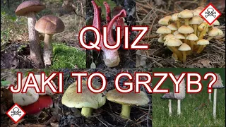 Quiz: polskie grzyby