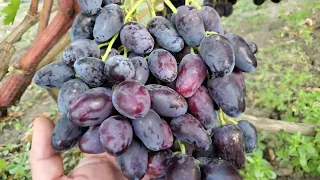 Виноград ПОСЛАНІК та. ШЕРІФ 🍇👍🤠