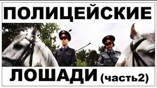 Галилео. Полицейские лошади (часть 2)