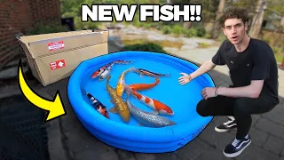 UNBOXING MY NEW PET KOI FISH for BACKYARD POND!!