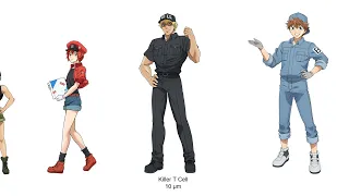 Size Comparison Of Cells At Work Characters