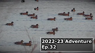 ANOTHER AWESOME SOLO HUNT (Limited Out) | Duck Hunting Season 2022-2023