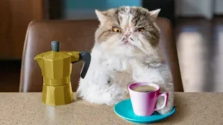 Catfinated - When Cats Drink Coffee
