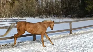 Akhalteke palomino stallion Kulager 2019 y. b. line Sovkhoz 2