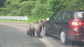 9 bears in a span of 10 minutes along Transfagaraşan road. 4th of July 2023 #bear #transfagarasan