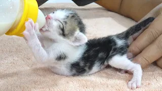 5-day kitten drinking milk is so cute .rescue the kittens - protect the cats