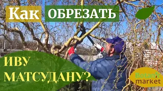 Ива Матсудана извилистая, обрезка и формирование кроны | Как обрезать плакучие деревья?