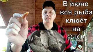 В ИЮНЕ ВСЯ РЫБА КЛЮЁТ НА ЭТО. Супер рыболовная насадка для карася. Карп.Лещ.