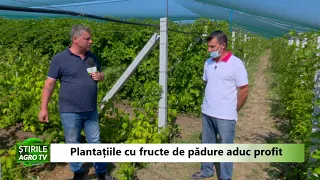 Plantatiile cu fructe de padure aduc profit 06 09 2021