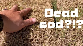 Did I just buy dead Bermuda sod!? Now what…