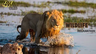 Ultra HD World Animals🐾: Wildlife Relaxation Documentary