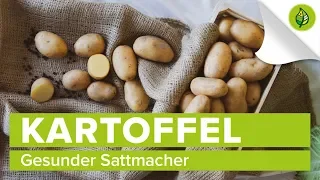 KARTOFFEL (4/4) Gesunder Sattmacher - Kochtypen, Sorten, Züchtung