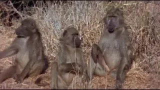 Los dioses deben estar locos, agua en el desierto.