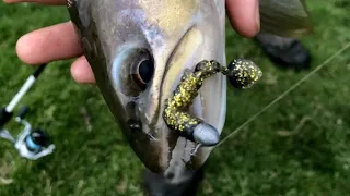 Tough session using strike tiger lures for trout!