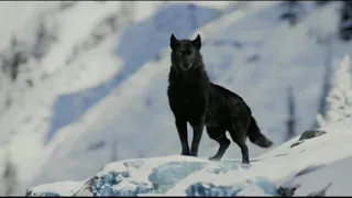 Фильм"Зов предков" черный волк 🐺