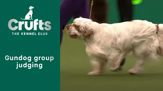 Group Judging (Gundog) and Presentation | ​Crufts 2023